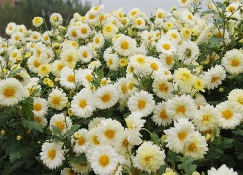 亳菊