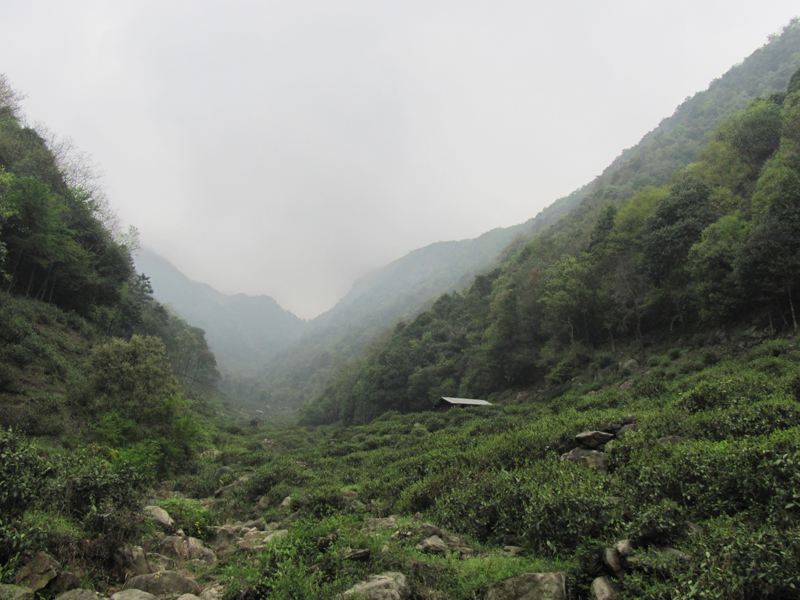 霄坑绿茶