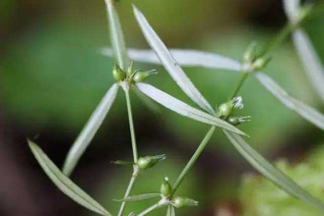 东乡白花蛇舌草