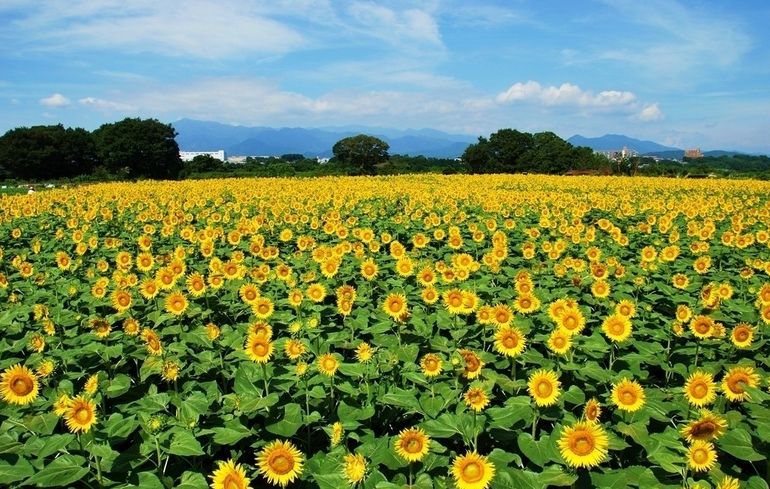 河套向日葵