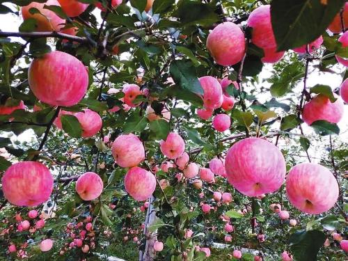 和村苹果