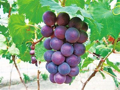 红寺堡葡萄