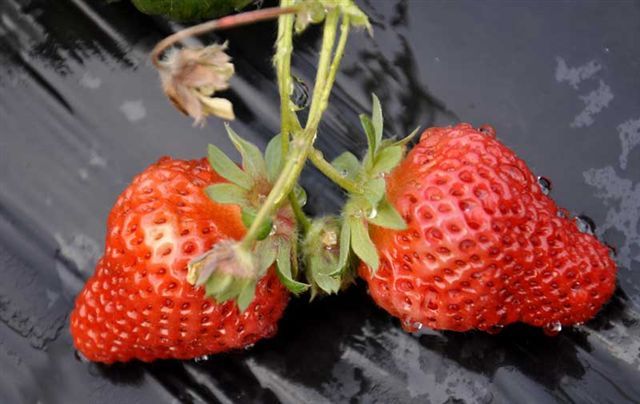 泗县墩集草莓